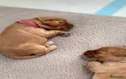 Cockapoo dogs for sale: Cockapoo puppies for sale  - Image 7