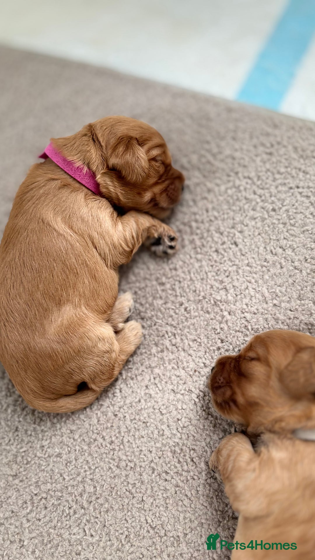 Cockapoo dogs for sale: Cockapoo puppies for sale  - Image 7
