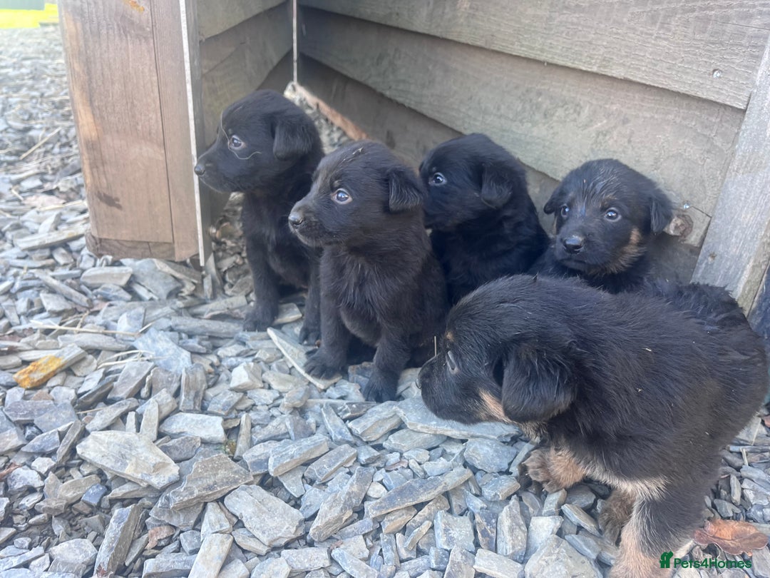 Labrador Retriever dogs for sale: Incredible repeat mating  - Image 8