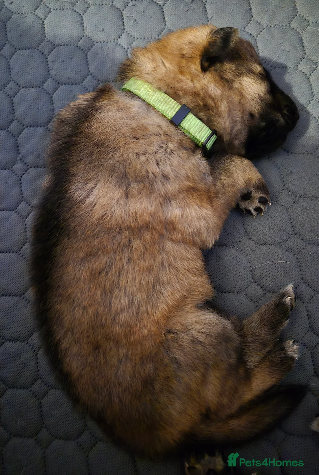 German Shepherd dogs for sale: German shepherd puppies - Advert 7