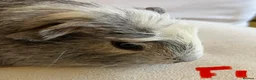 Guinea Pig rodents for sale: Well handled skinny pigs and one teddy boy.  - Advert 4
