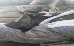 Labrador Retriever dogs for sale: Sky seeking new home  - Image 4