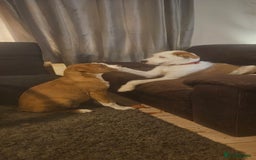 Mixed Breed dogs for sale: Dogue De Bordeaux X. House & Bsc obedience trained - Image 6
