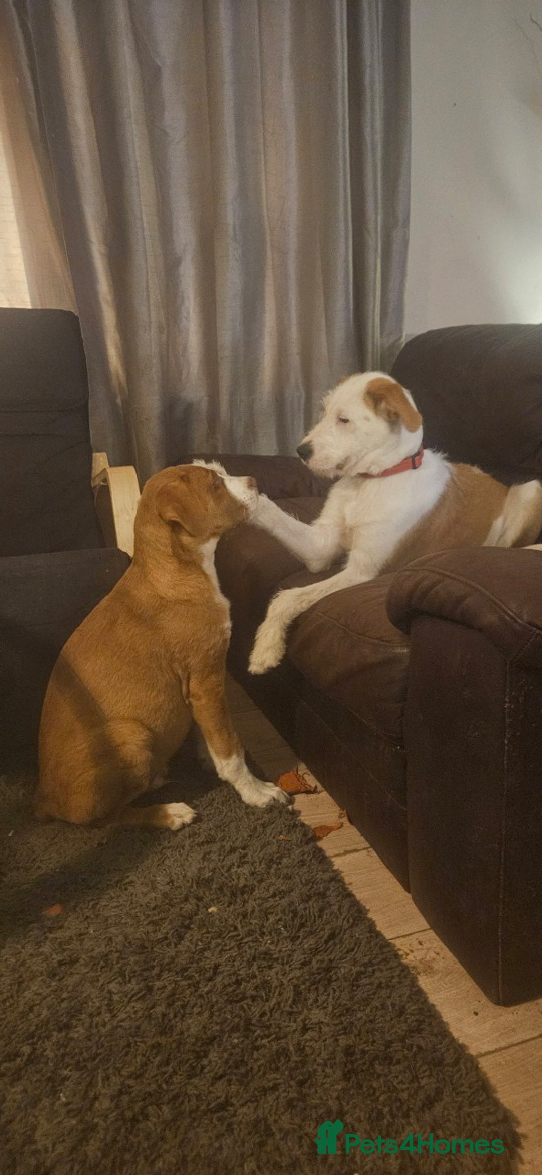 Mixed Breed dogs for sale: Dogue De Bordeaux X. House & Bsc obedience trained - Image 6