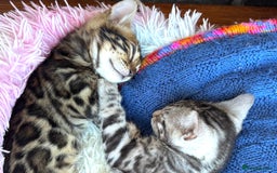 Bengal cats for sale: Stunning TICA registered bengal kittens  in Huntly - Image 5