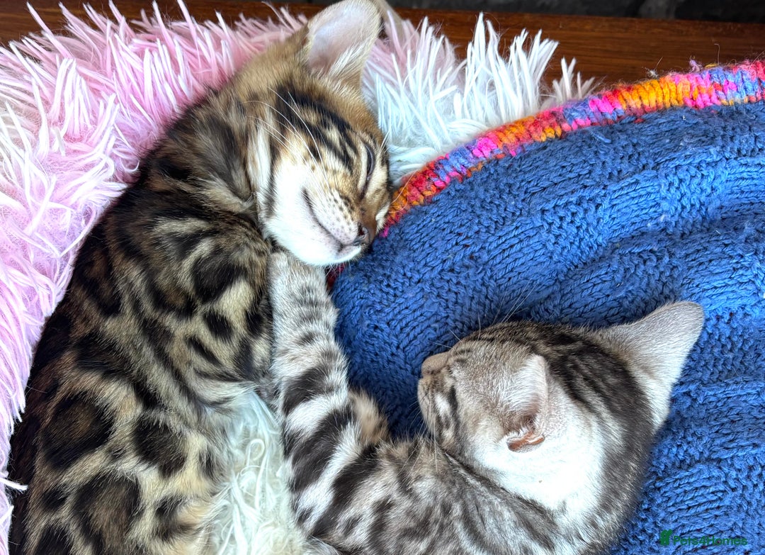 Bengal cats for sale: Stunning TICA registered bengal kittens  in Huntly - Image 5