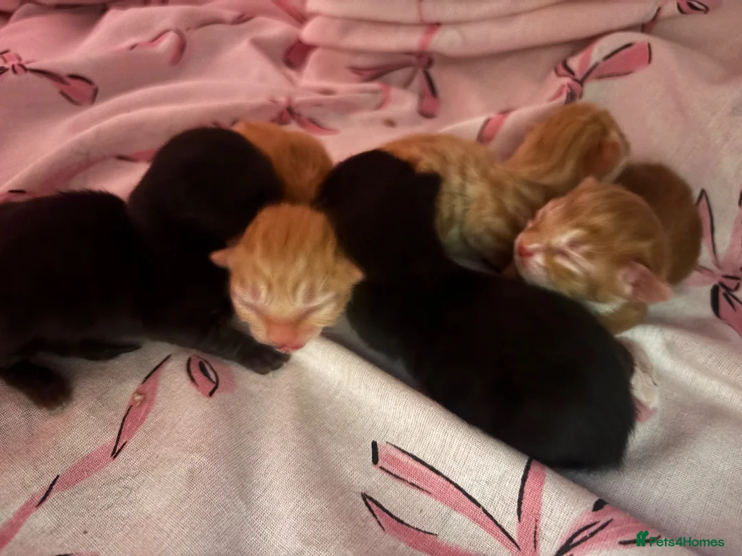 Mixed Breed cats for sale: Kittens for sale - Advert 4