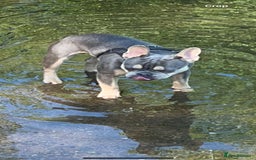 French Bulldog dogs for sale: French Bulldog for sale to a loving home  - Image 4