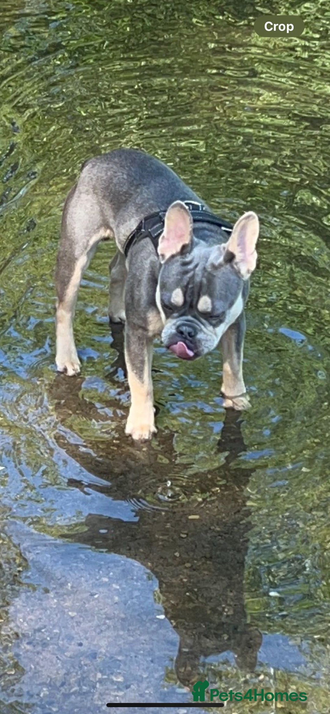 French Bulldog dogs for sale: French Bulldog for sale to a loving home  - Image 4