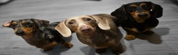 Miniature Dachshund dogs for sale: Clyde the Isabella male  - Advert 1