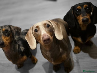 Miniature Dachshund dogs Clyde the Isabella male - Advert 5