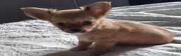 Chihuahua dogs for sale: 3 chihuahua boys for sale  in Kettering - Advert 2
