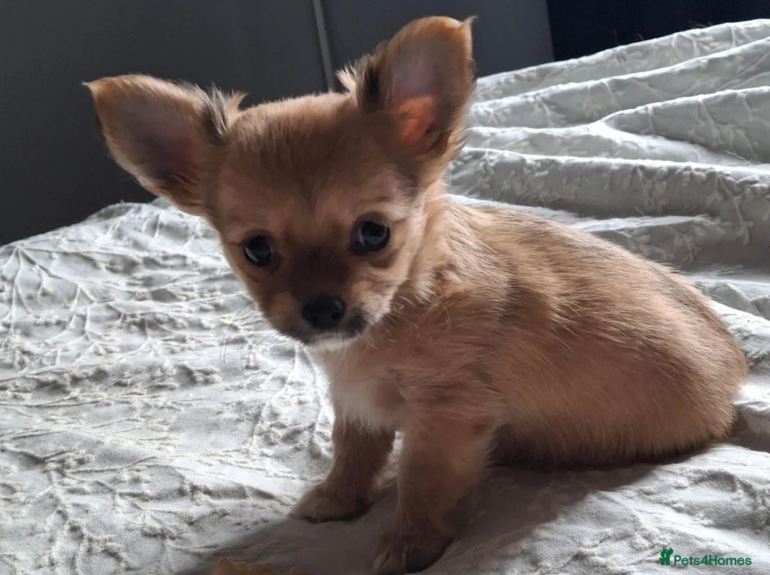 Chihuahua dogs for sale: 3 chihuahua boys for sale  in Kettering - Advert 2