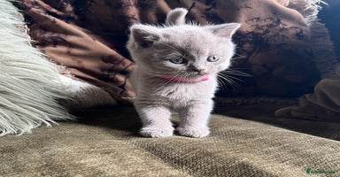 Scottish Fold cats - Advert 1