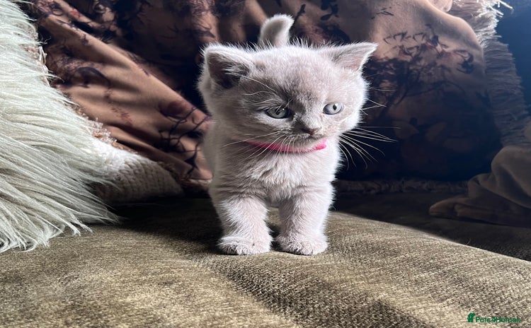 Scottish Fold cats - Advert 1