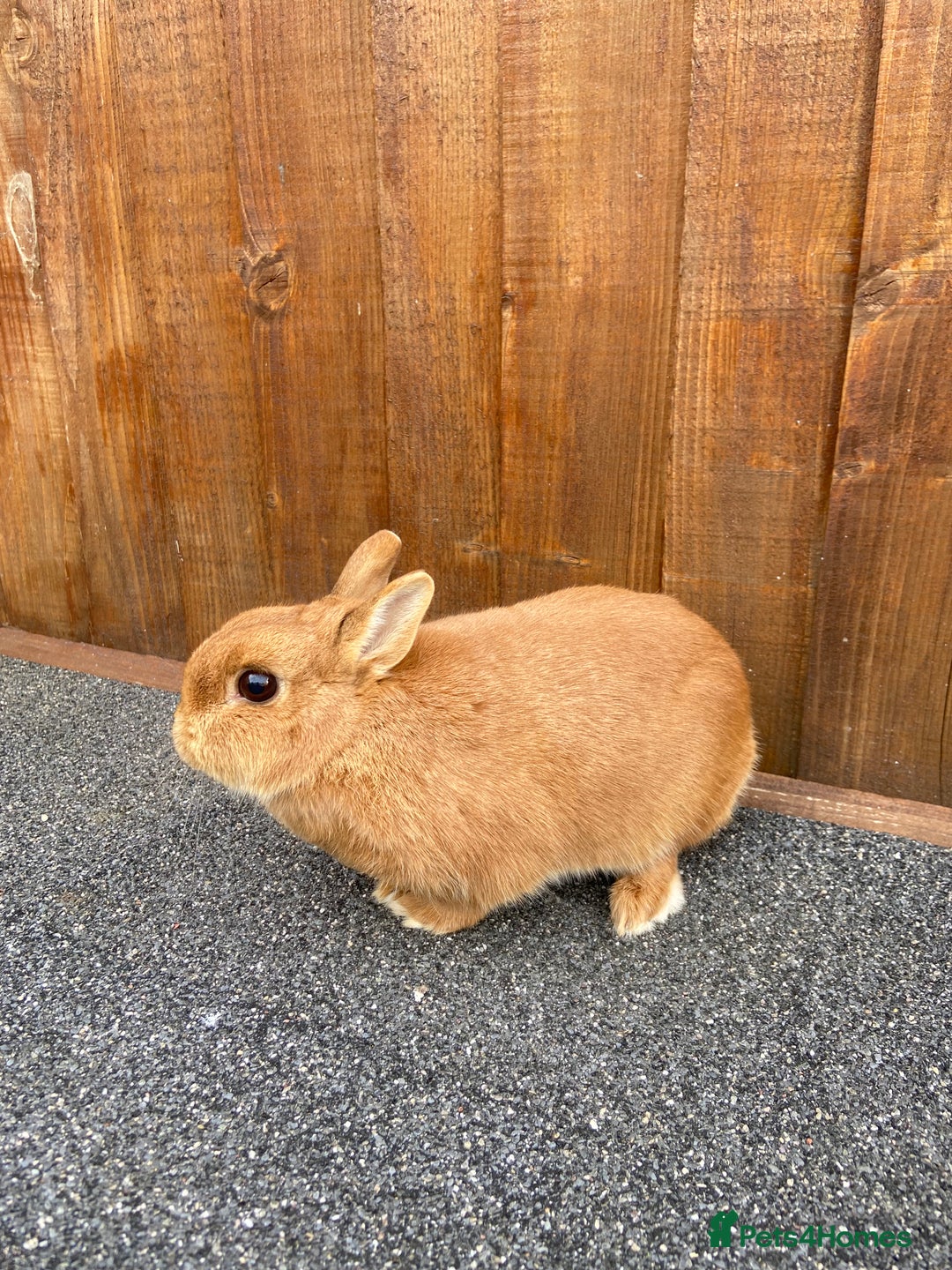 Netherland Dwarf rabbits for sale: Beautiful female Netherland dwarf rabbit  - Advert 2