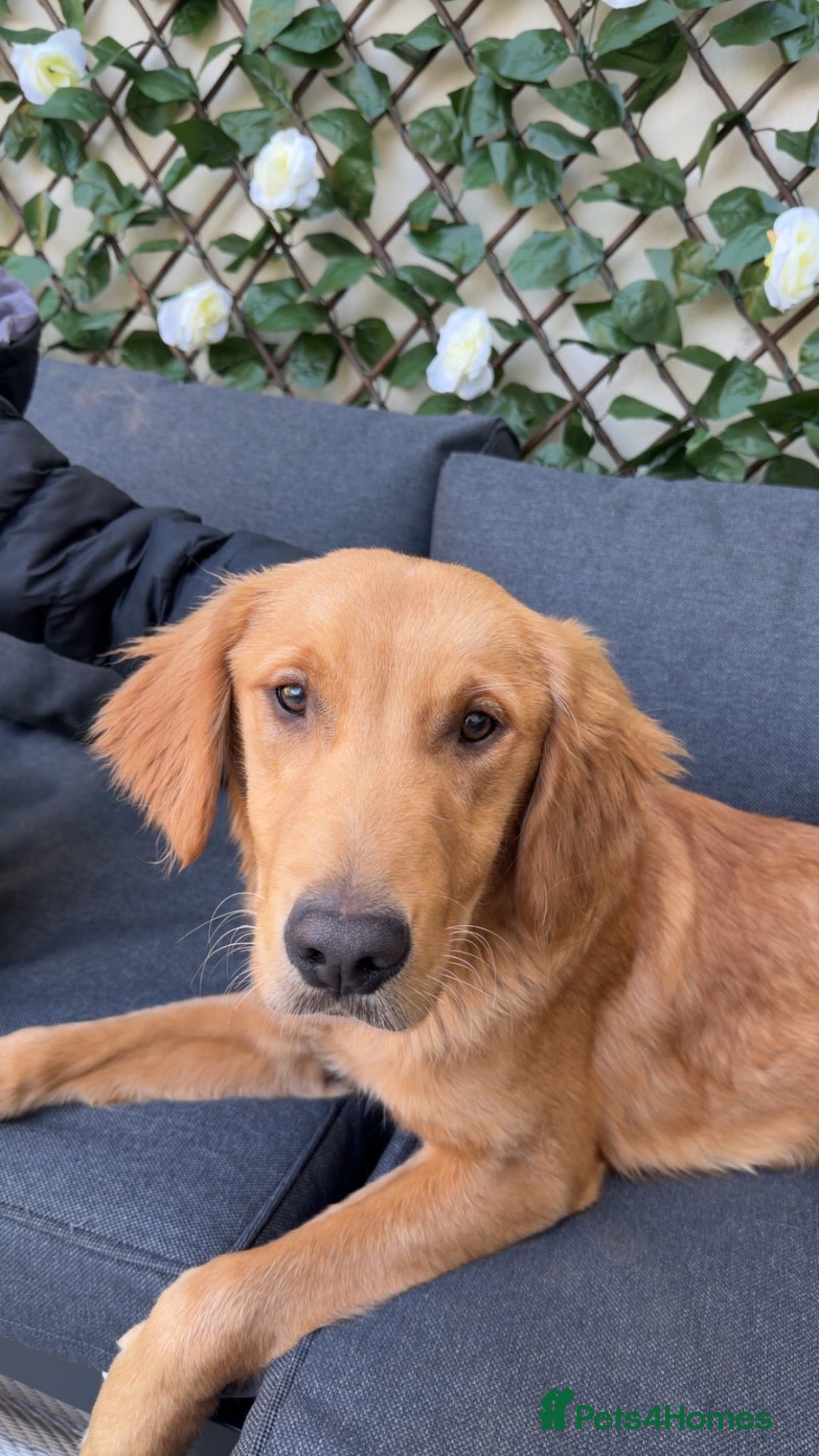 Golden Retriever dogs Male golden retriever 10 months old - Advert 1