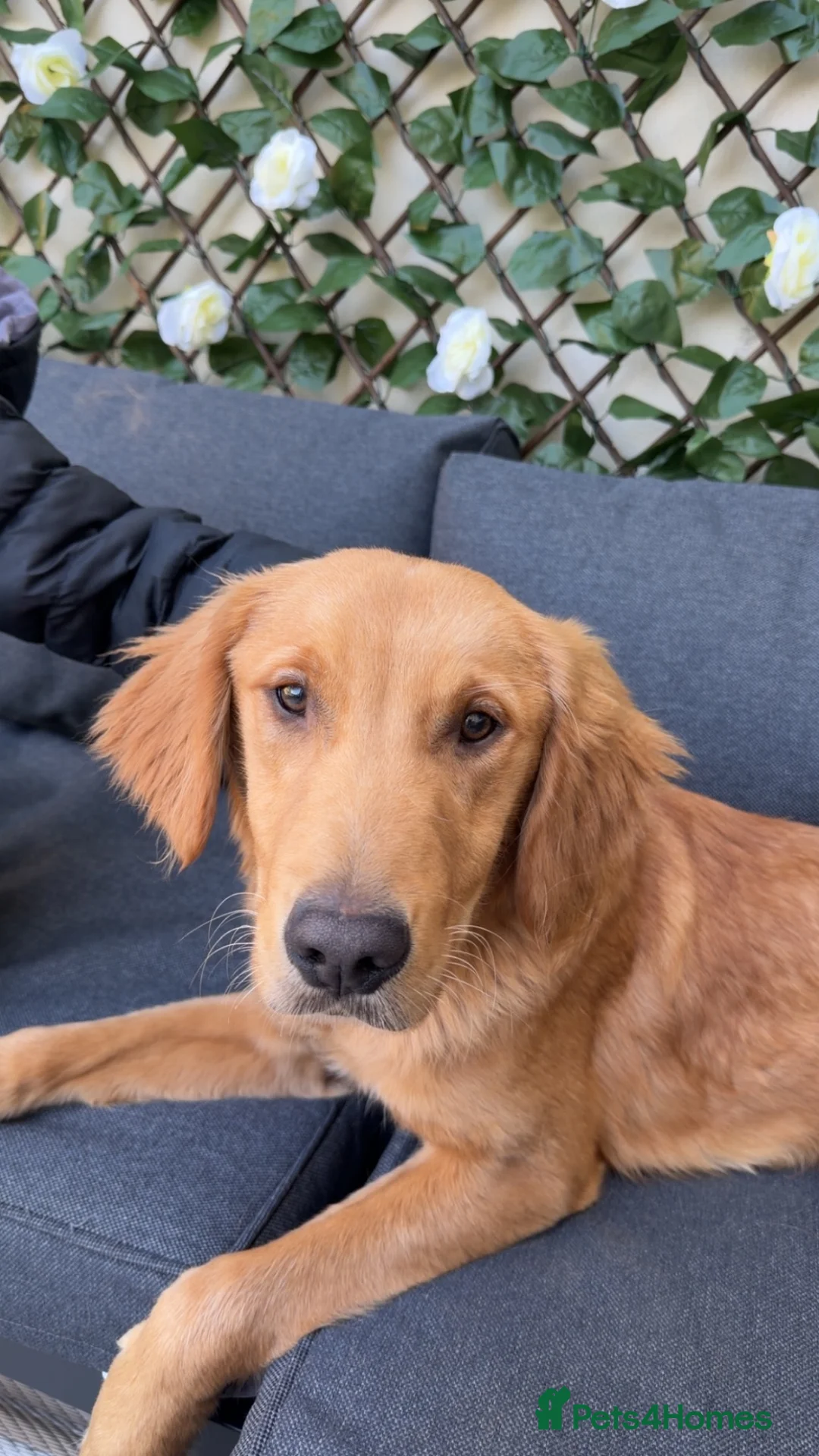 Golden Retriever dogs for sale: Male golden retriever 10 months old in Redcar - Advert 1