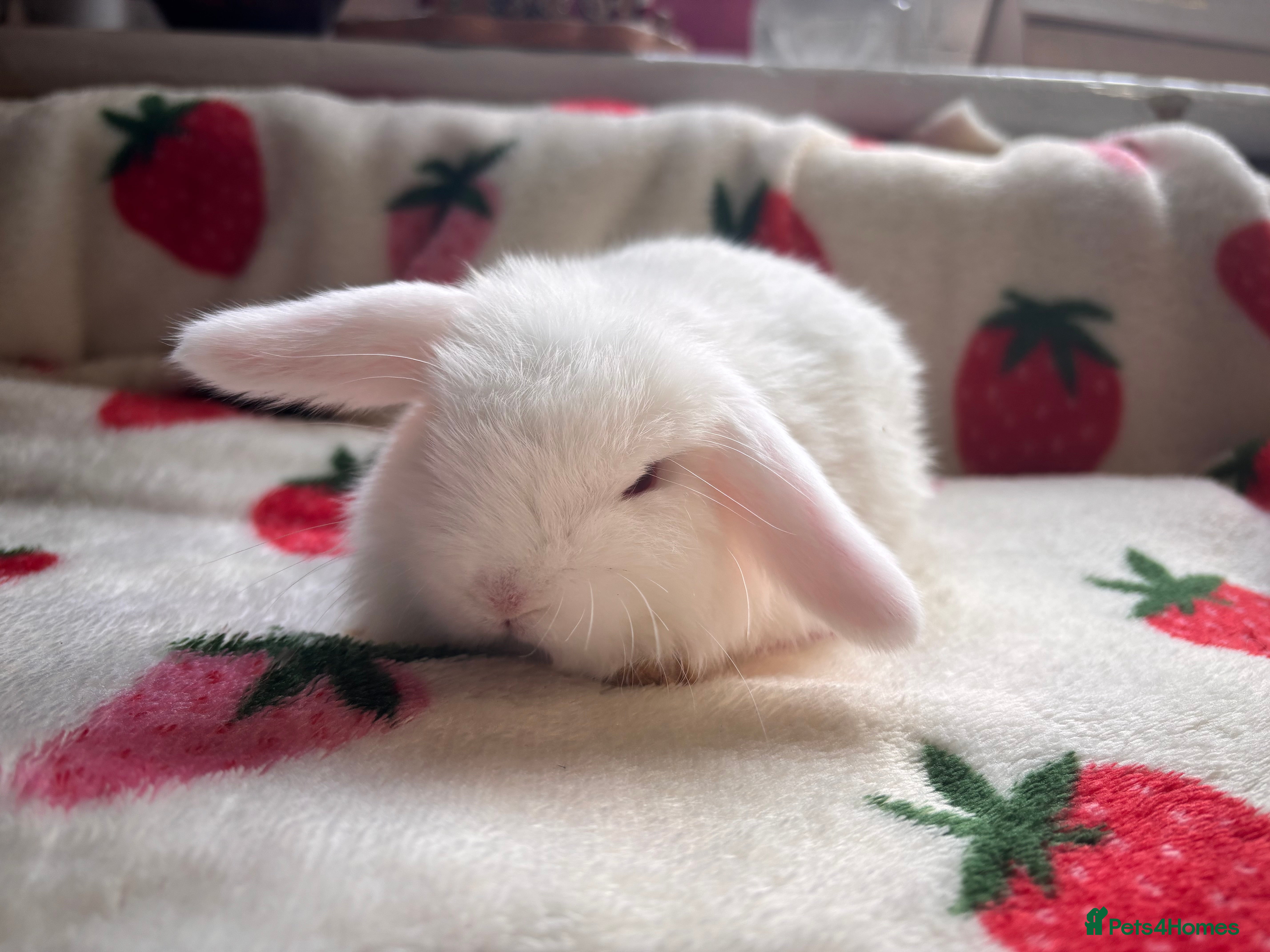 Mini Lop rabbits beautiful mini lop  - Advert 3