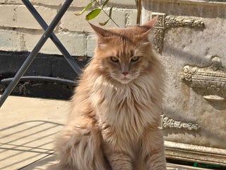 Maine Coon cats - Advert 16