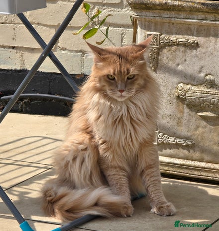 Maine Coon cats - Advert 1