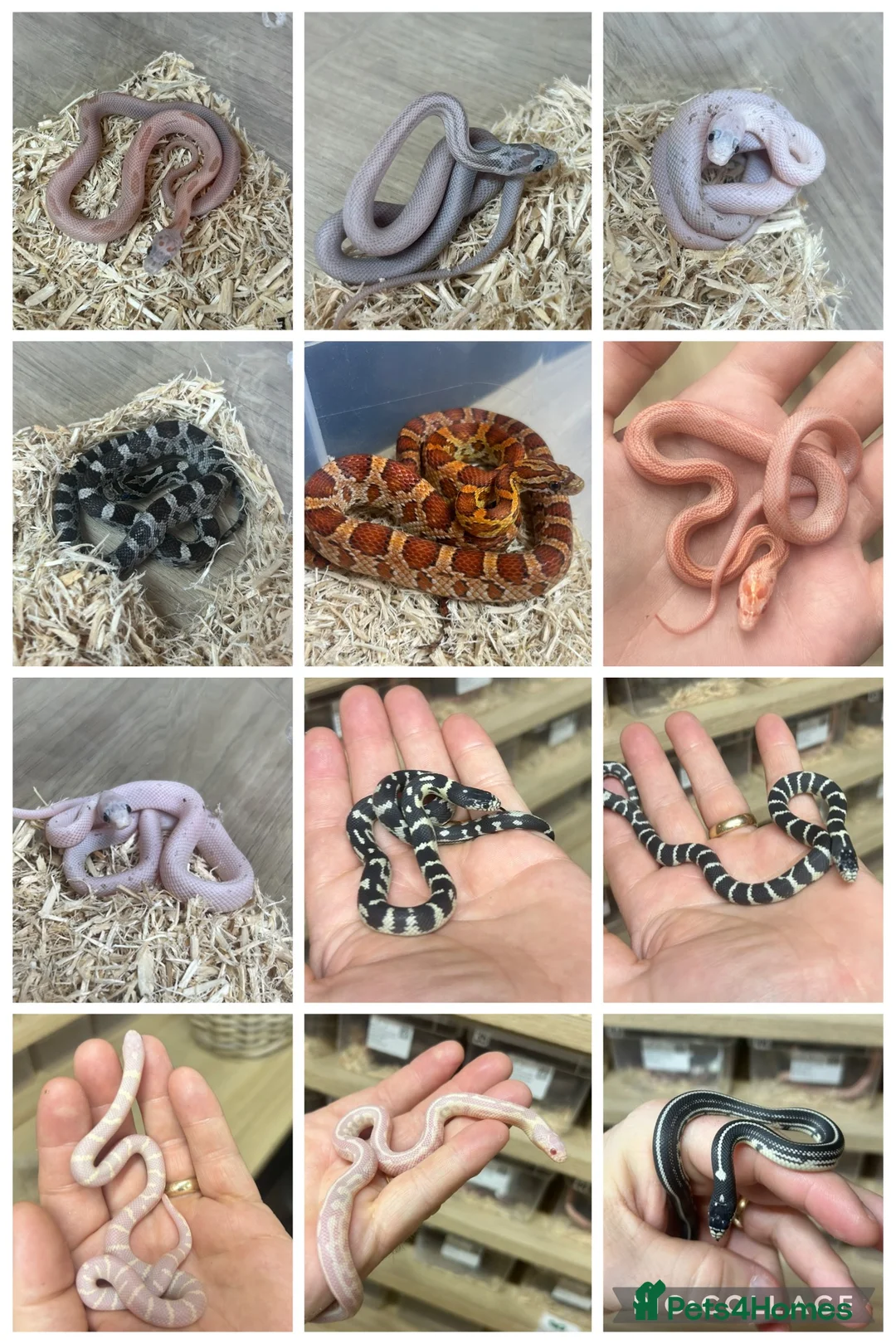 Corn Snake reptiles for sale: Various Morphed Cornsnake babies - Advert 6