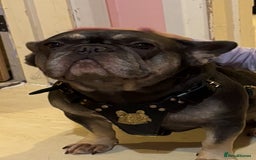 French Bulldog dogs for sale: Nellie  - Advert 4