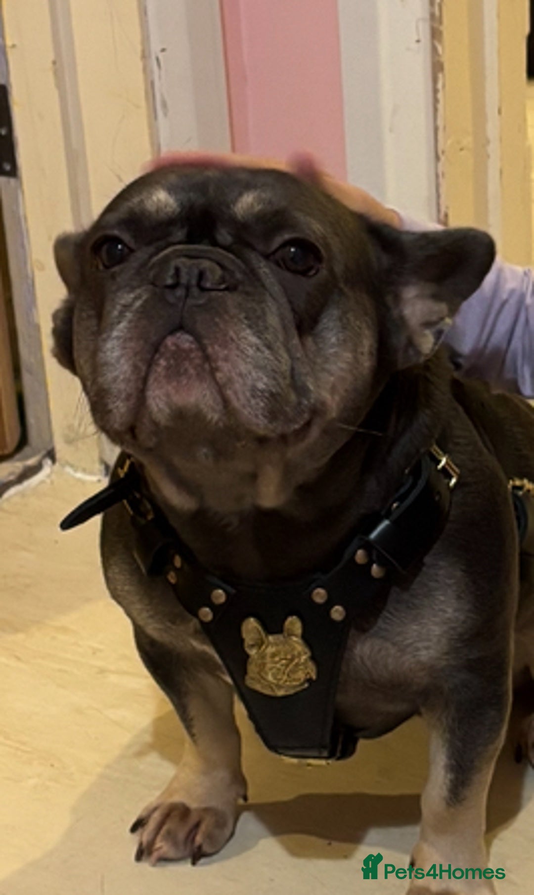 French Bulldog dogs for sale: Nellie  - Advert 4