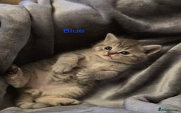 British Shorthair cats for sale: 🐾 4 Adorable British Shorthair Kittens Available! - Image 10