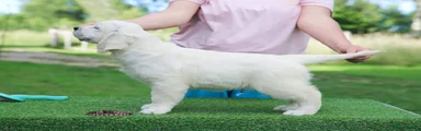 Golden Retriever 1