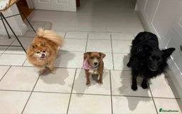 Mixed Breed dogs for adoption: Meet Dixie, currently residing in Wiltshire  - Advert 4