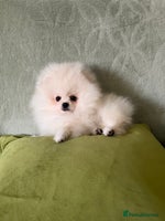 Pomeranian dogs - Advert 3
