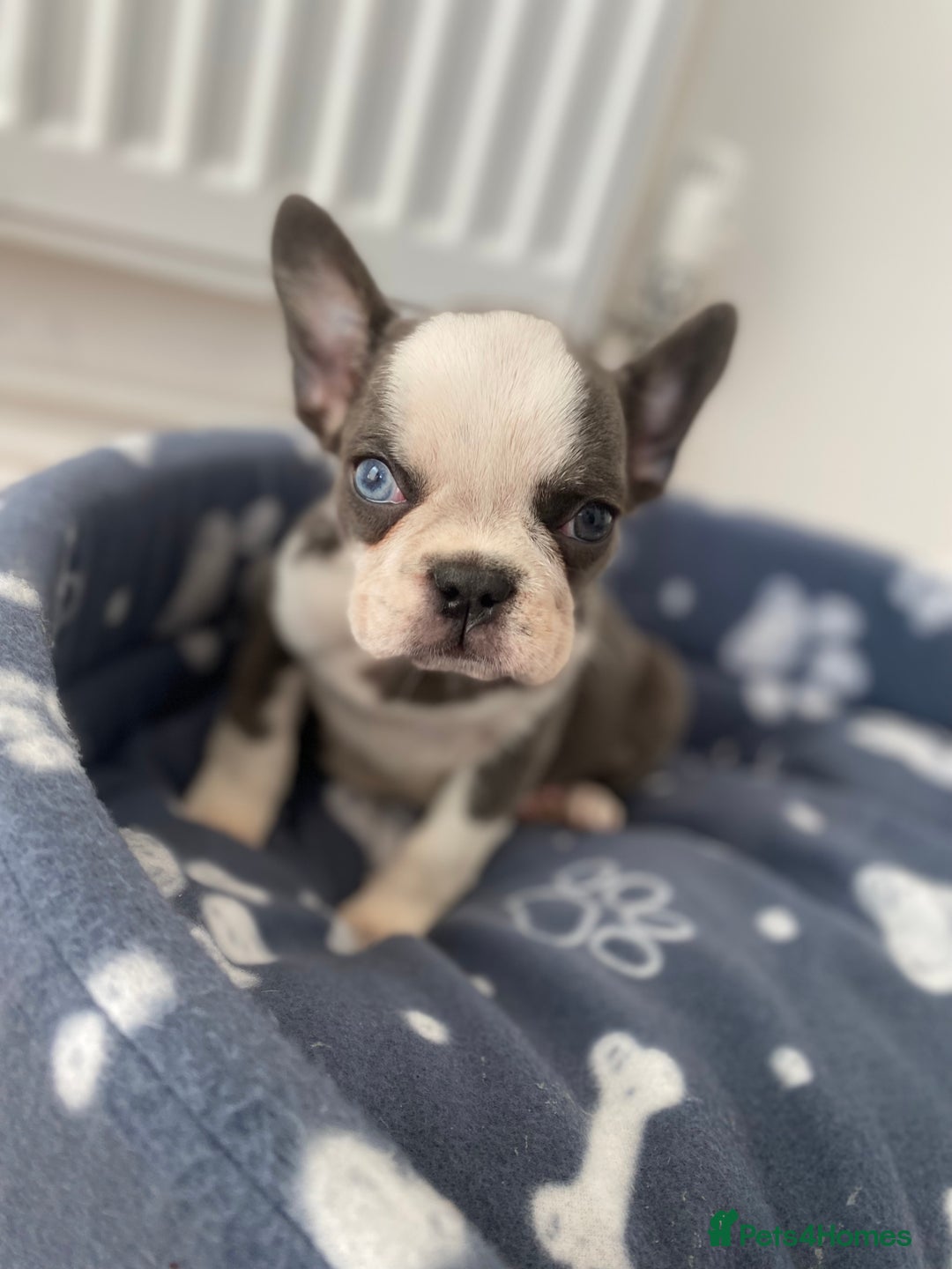 French Bulldog dogs for sale: French Bulldog (Blu) - Image 1