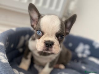 French Bulldog dogs - Advert 4