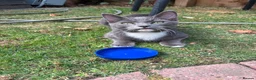 Mixed Breed cats for sale: Beautiful grey kittens for sale  in Enfield - Advert 3