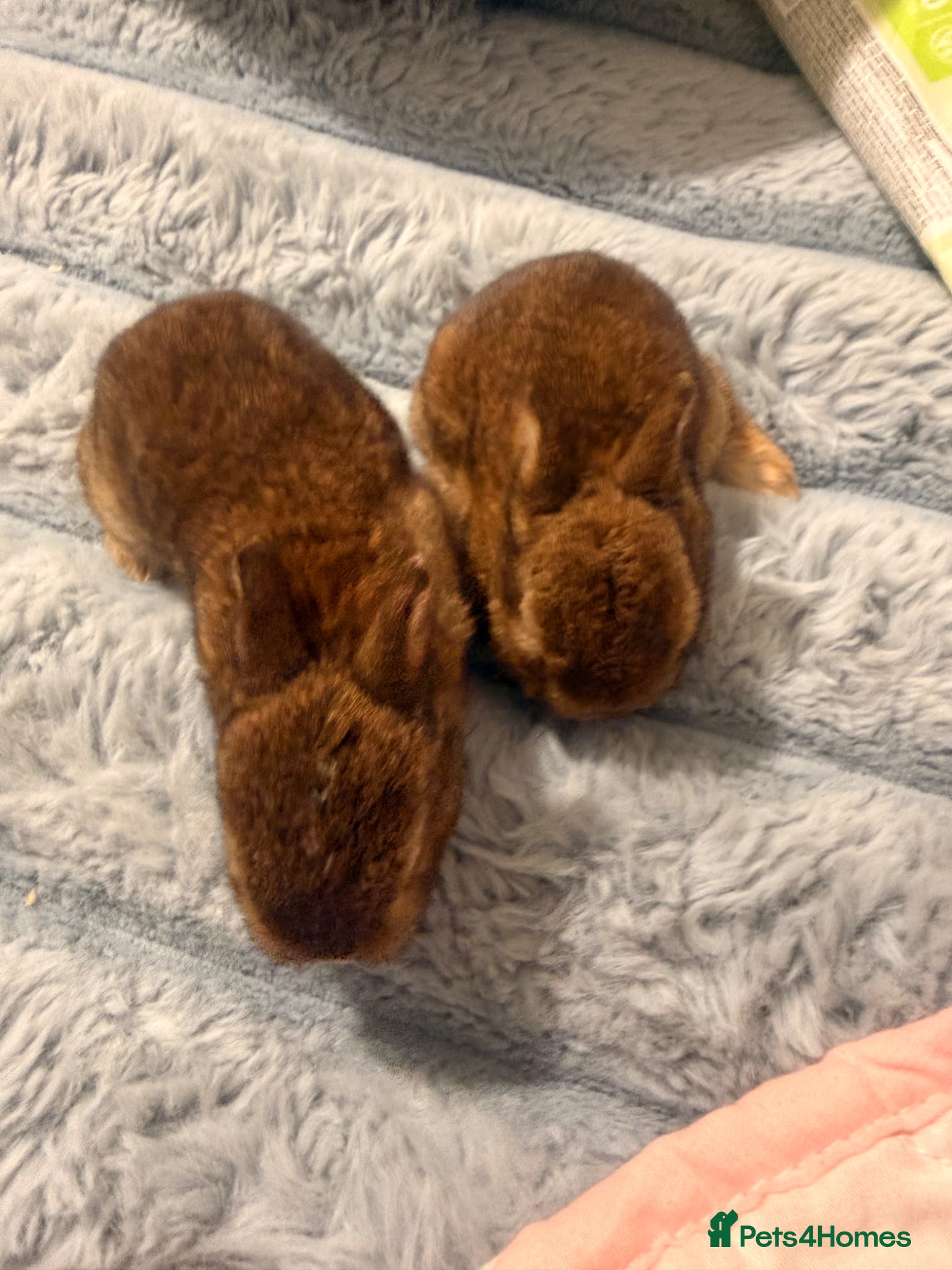 Mixed Breed rabbits for sale: Bunnies for sale - Advert 22