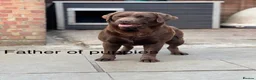 Labrador Retriever dogs for sale: Stunning Labrador Puppies   - Advert 2