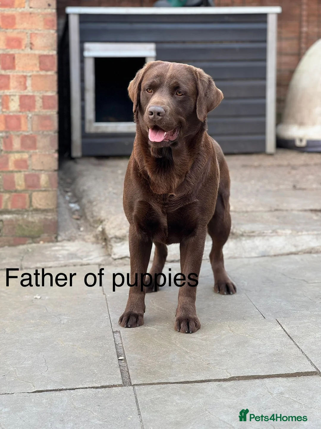 Labrador Retriever dogs for sale: Stunning Labrador Puppies   - Advert 2