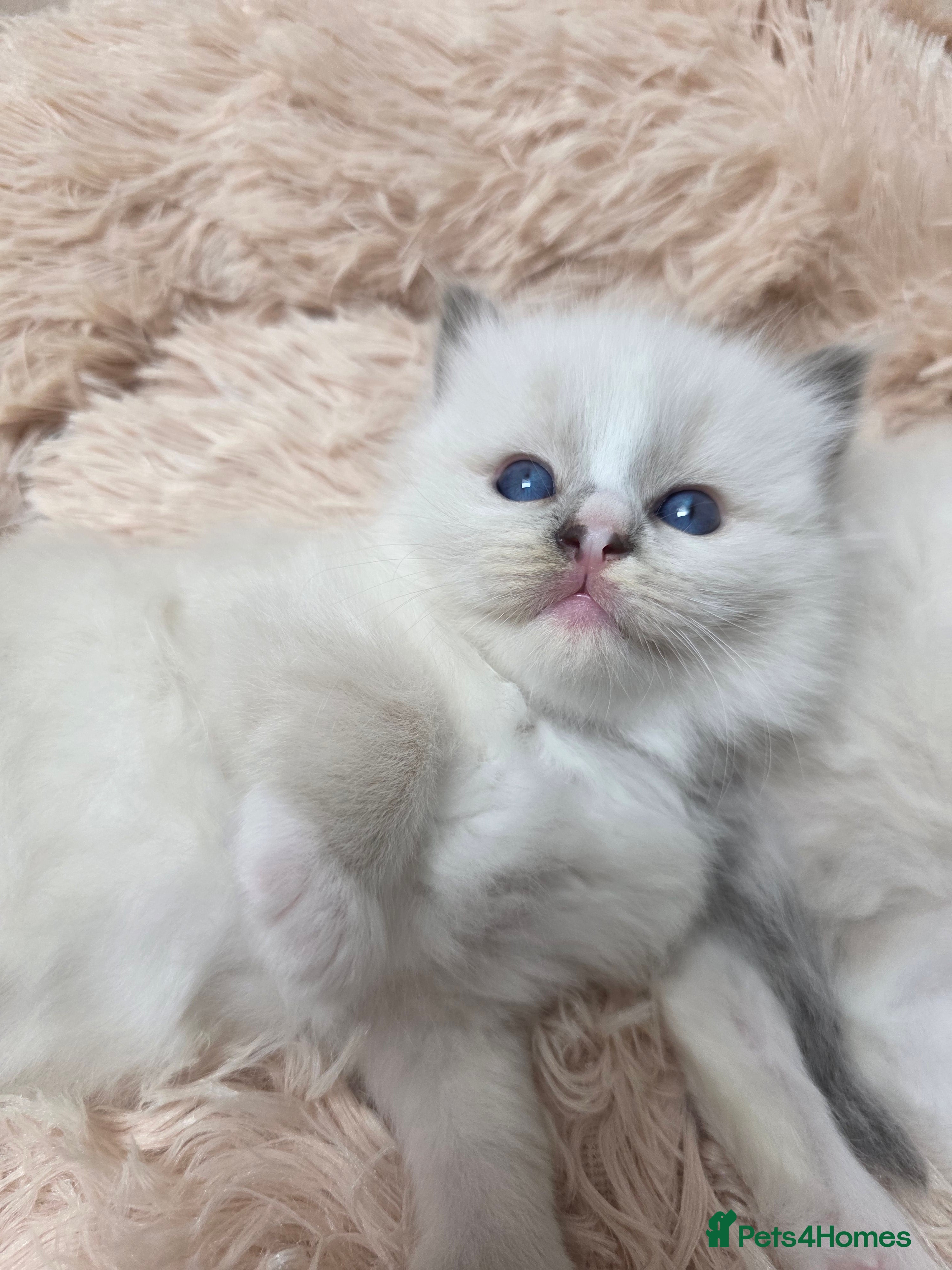 Ragdoll cats GCCF registered Ragdoll kittens  - Advert 2