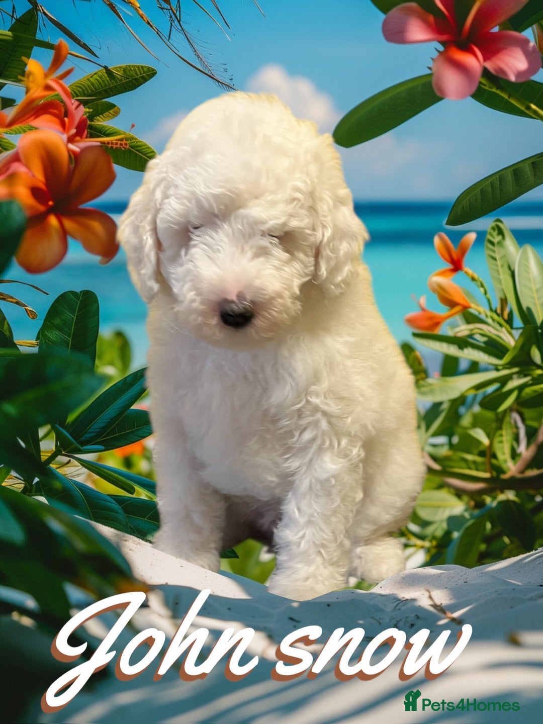 Australian Labradoodle dogs for sale: Ready to go 2 males left health tested parents!! - Image 7