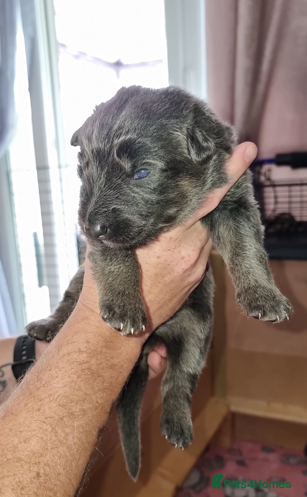 German Shepherd dogs for sale:  kc,health tested straight back german shepherd - Image 20