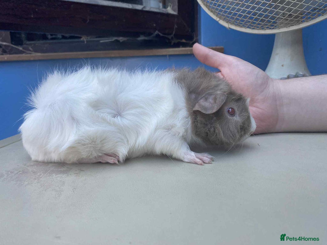 Guinea Pig rodents for sale: Beautiful boar/boy guinea pigs for sale  in King's Lynn - Image 10