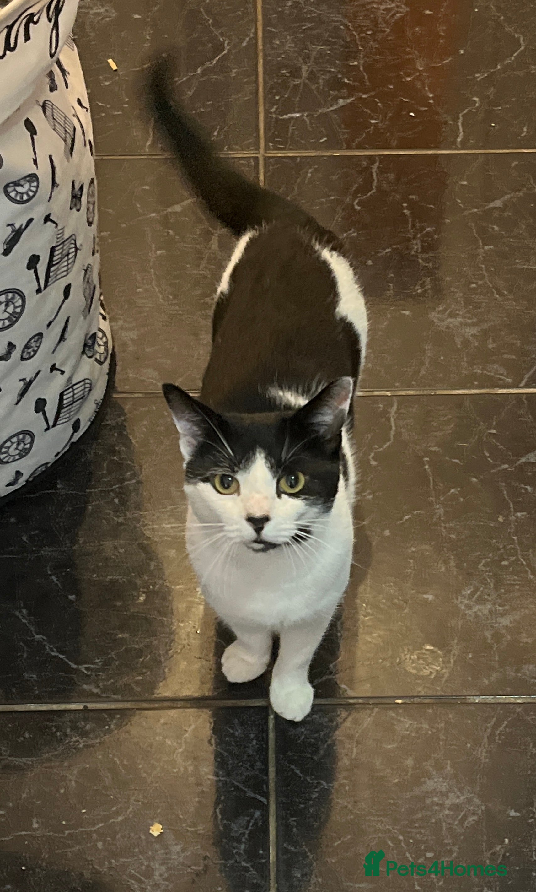 Mixed Breed cats Looking for a loving home for Mr. Speck - Advert 1