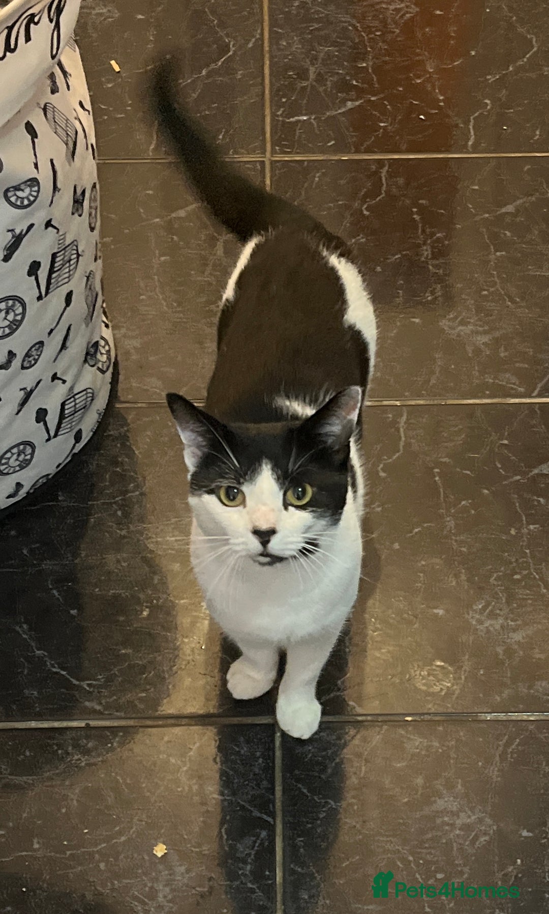 Mixed Breed cats for sale: Looking for a loving home for Mr. Speck - Advert 1