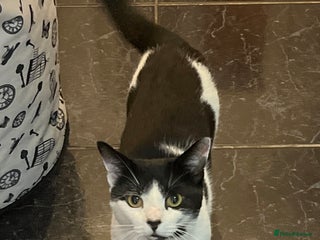 Mixed Breed cats Looking for a loving home for Mr. Speck - Advert 1