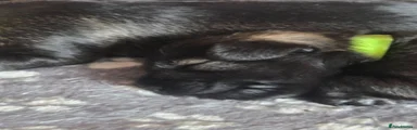 Miniature Schnauzer 3