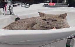 British Shorthair cats for sale: Lilac British Shorthair  - Image 8