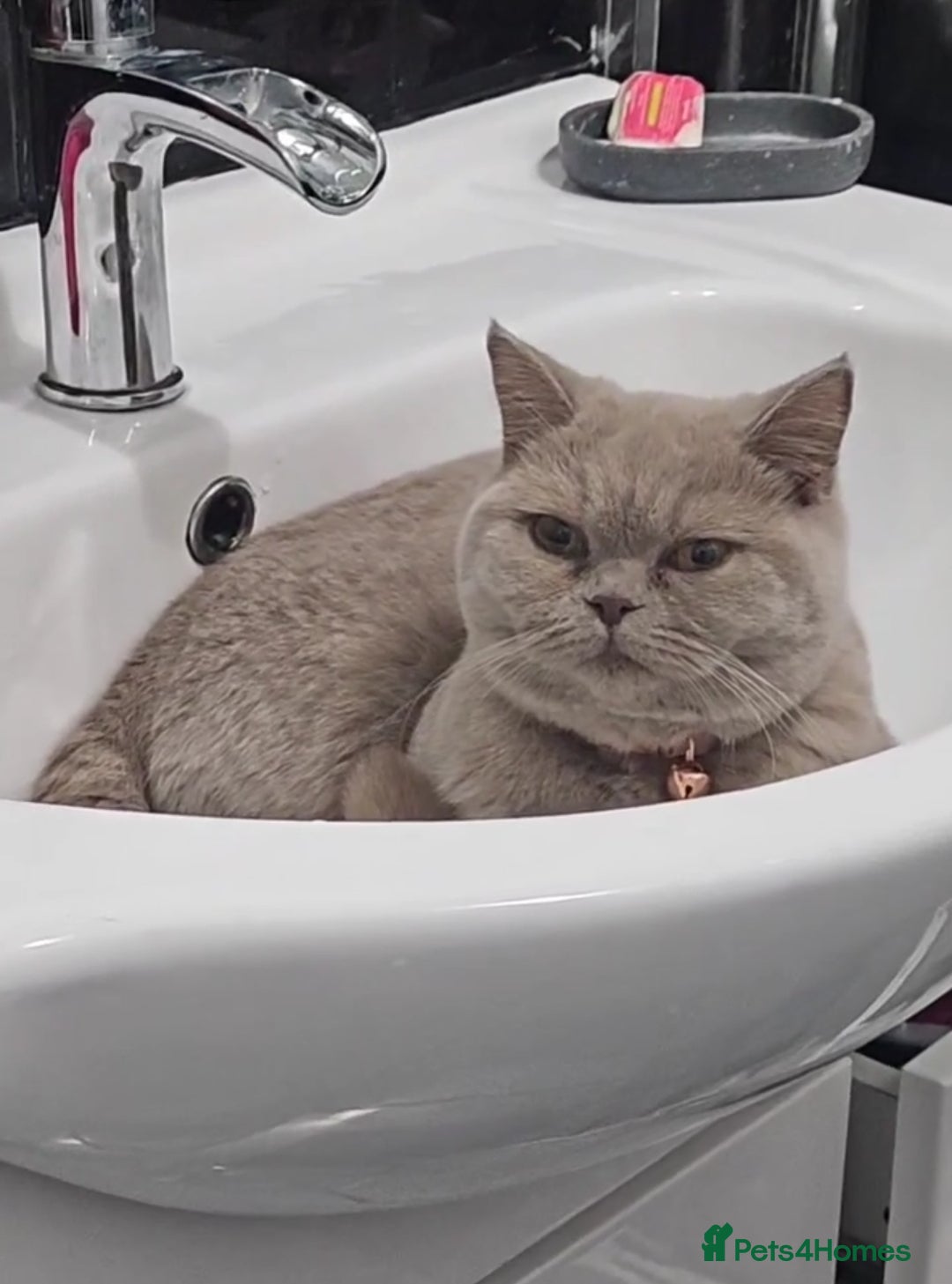 British Shorthair cats for sale: Lilac British Shorthair  - Image 8