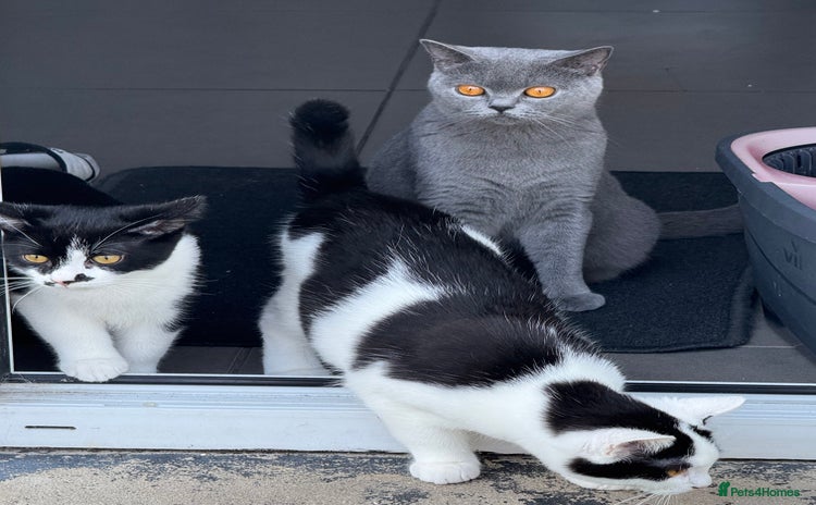 Mixed Breed cats - Advert 1