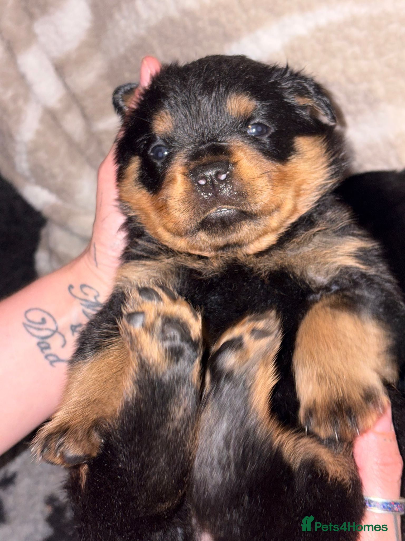 Rottweiler dogs Two girls left  - Advert 4